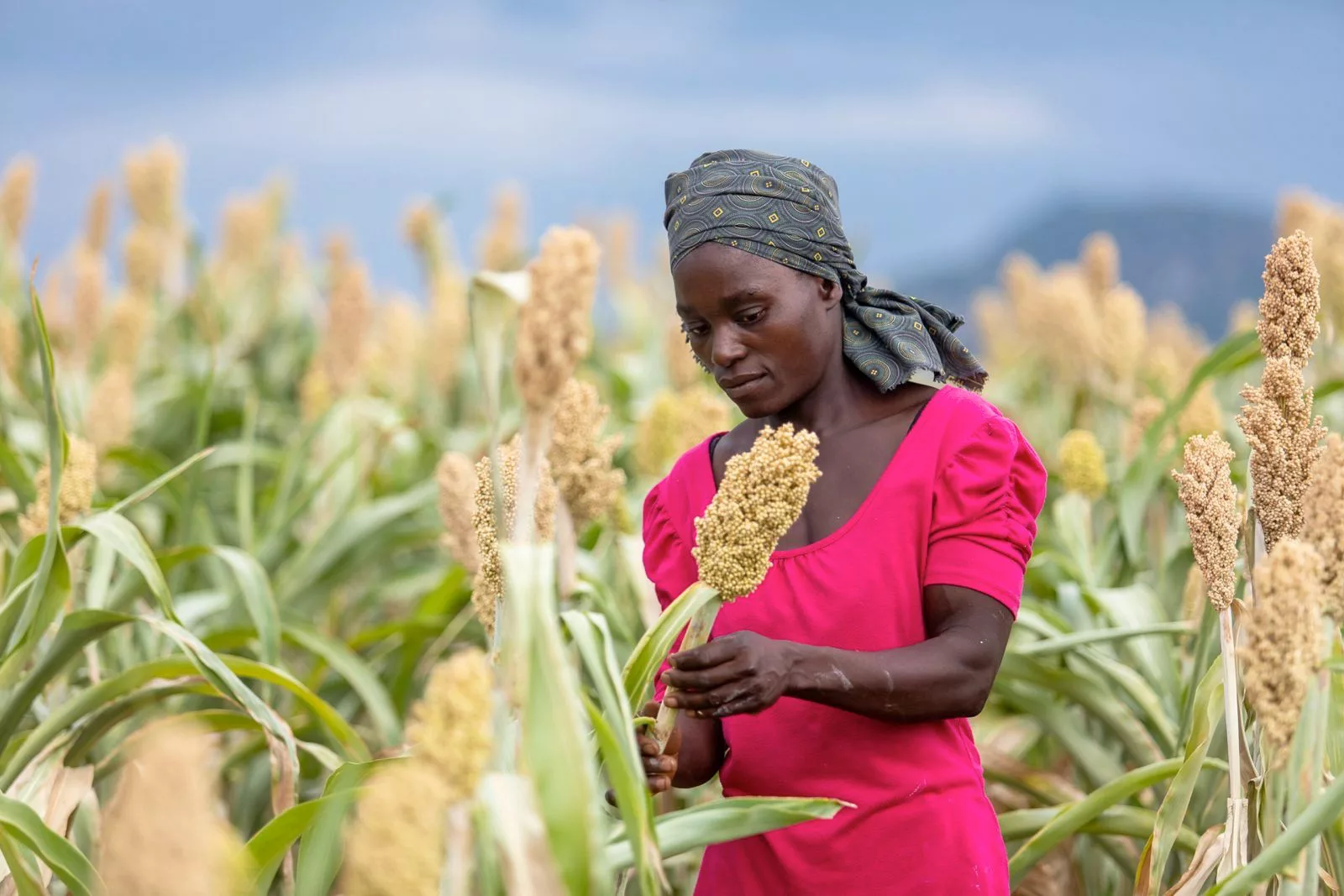 Mwenezi farmers turn agriculture into profitable ventures - Newsday